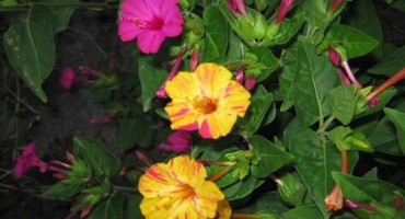 Výsadba a péče o mirabilis na otevřeném poli, 20 nejlepších odrůd a pěstování