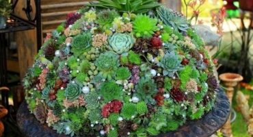 Výsadba a péče o mláďata ve volné přírodě, rozmnožování a odchov