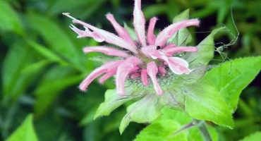 Výsadba a péče o monardu na otevřeném poli, nejlepší odrůdy a pěstování