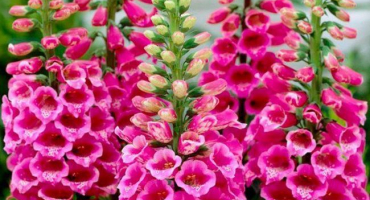 Výsadba a péče o náprstník na otevřeném poli, jeho druhy a léčivé vlastnosti