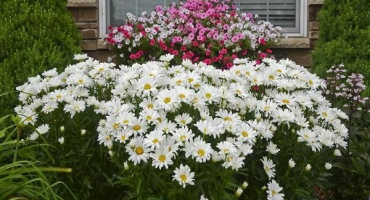 Výsadba a péče o kukuřičné pole na volném poli, popis druhu a srt