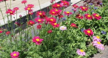 Výsadba a péče o pyrethrum, odrůdy květin a pravidla pěstování