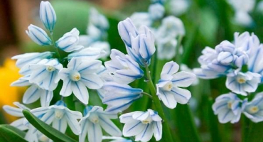 Výsadba a péče o pushkin na otevřeném poli, nejlepší druhy a odrůdy