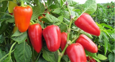 Výsadba a péče o sazenice pepře na uralu ve skleníku a na otevřeném poli