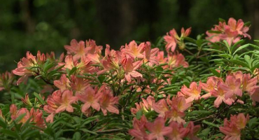 Výsadba a péče o rododendrony na sibiři, výběr nejlepších odrůd