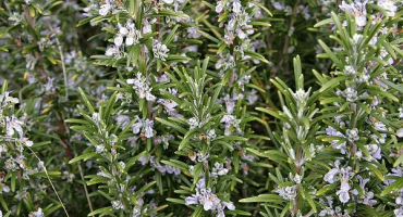 Výsadba a péče o rozmarýn venku