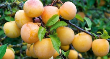 Výsadba a péče o švestky v leningradské oblasti, kterou odrůdu si vybrat