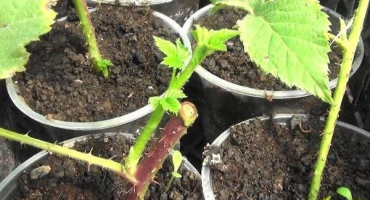 Výsadba a péče o tibetské maliny, způsoby pěstování a šlechtění