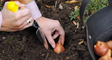 Výsadba a péče o tigridii venku, kdy vykopávat a jak skladovat