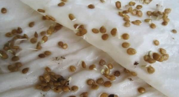 Pěstování a pěstování rajčat v toaletním papíru