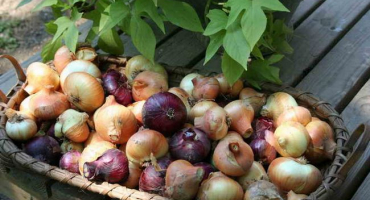 Výsadba cibule sad na jaře. Chytré tipy