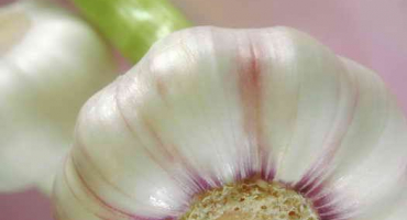 Výsadba zimního česneku. Rada