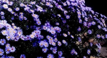 Výsadba, péče a reprodukce saintbrinks na otevřeném poli, popis odrůd květin