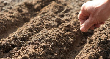 Výsadba, péče a pěstování pepřového světla na parapetu doma