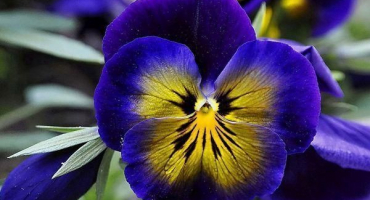 Výsadba, pěstování a péče o macešky venku