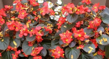 Výsadba, pěstování a péče o begónii, jak se rozmnožuje