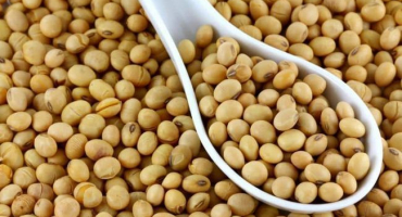 Výsadba, pěstování a péče o fazole venku, kdy sklízet a jak ušetřit na zimu