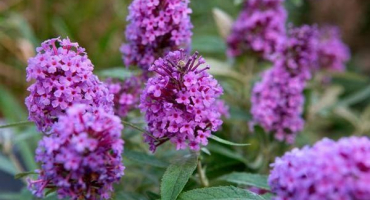 Výsadba, pěstování a péče o buddleya na otevřeném poli, popis odrůd