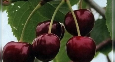 Výsadba, pěstování a péče o třešně na uralu, výběr vhodných odrůd