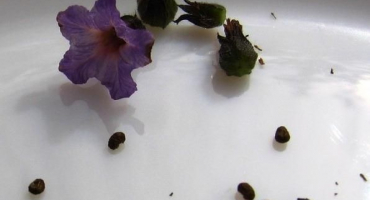 Výsadba, pěstování a péče o heliotrop na volném poli, odrůdy a typy