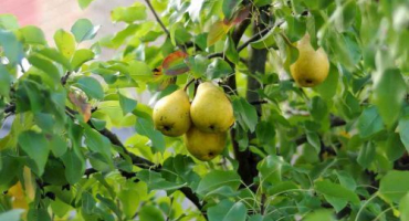 Výsadba, pěstování a péče o hrušky venku