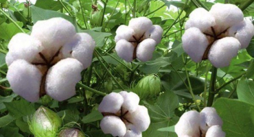 Pěstování, pěstování a péče o bavlnu (bavlnu)