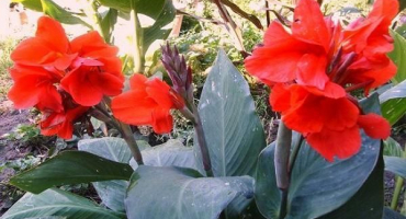 Výsadba, pěstování a péče o cannes venku