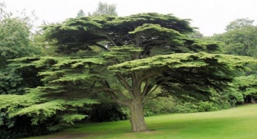 Výsadba, pěstování a péče o ořechový cedr doma