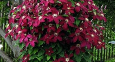 Výsadba, pěstování a péče o plamének venku