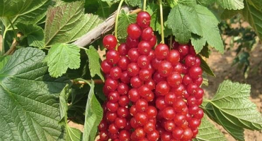 Výsadba, pěstování a péče o červený rybíz na otevřeném poli