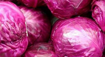 Výsadba, pěstování a péče o červené zelí venku