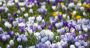 Výsadba, pěstování a péče o krokusy na otevřeném poli