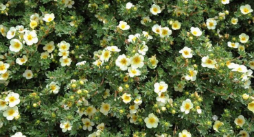 Výsadba, pěstování a péče o mochna, jak a kdy řezat