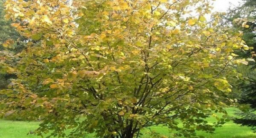 Výsadba, pěstování a péče o lísku na uralu