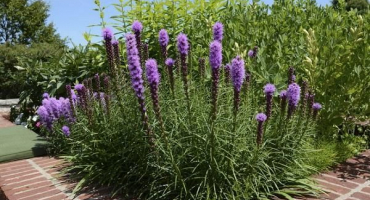 Výsadba, pěstování a péče o liatrix venku