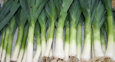 Výsadba, pěstování a péče o pór venku