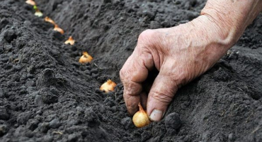 Výsadba, pěstování a péče o cibulové sady na otevřeném poli, její choroby a boj s nimi