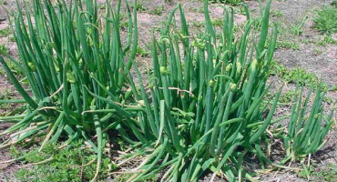 Výsadba, pěstování a péče o vícevrstvou cibuli