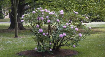 Výsadba, pěstování a péče o pivoňky na volném poli, zemědělská technika