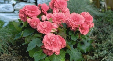 Výsadba, pěstování a péče o zahradní begonie venku