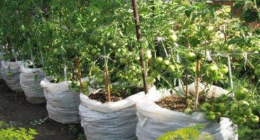 Pokyny krok za krokem pro pěstování rajčat v pytlích