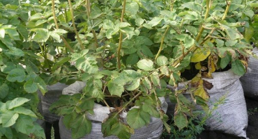 Technologie pro pěstování pytlovaných brambor krok za krokem