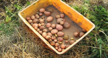 Podrobný popis způsobu pěstování brambor pod senem nebo slámou