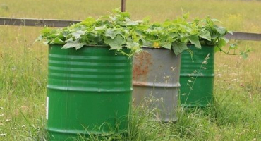 Postupné pěstování a péče o okurky v sudu