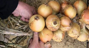 Schémata krok za krokem pro tkaní cibule do copánků pro skladování a sušení