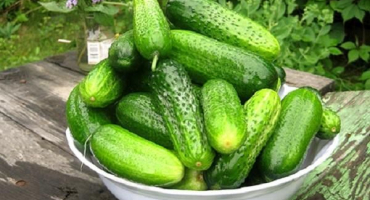 Krok za krokem recept na nakládání okurek rustikálním způsobem na zimu ve sklenicích