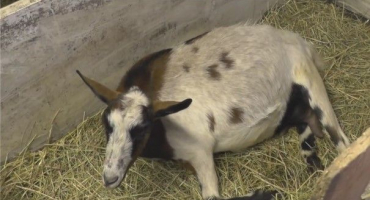 Poporodní paréza u kozy