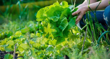 Opětovný výsev - zvýšení výnosu vitamínů