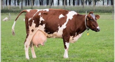 Zlepšení užitkovosti krav