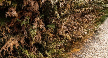 Thuja žloutnutí po zimě - jaký je důvod tohoto jevu, jak zachránit kulturu